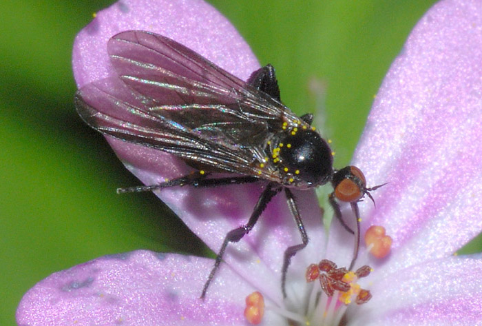 Hybos  ? No Empis sp. gruppo pennipes